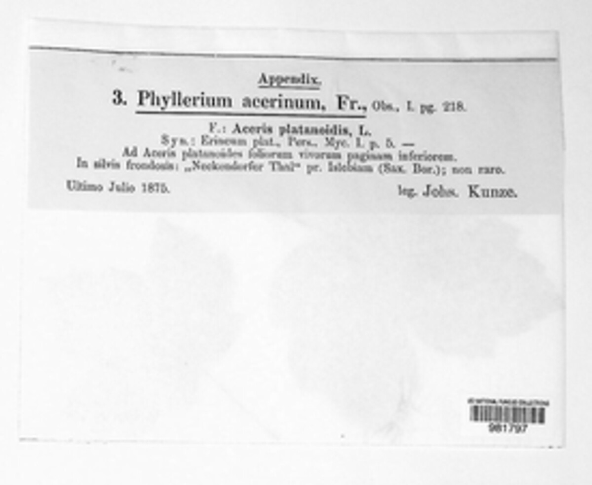Phyllerium acerinum image